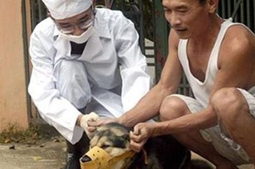 Tử vong do bệnh dại: Phòng tránh được khi tiêm phòng đầy đủ