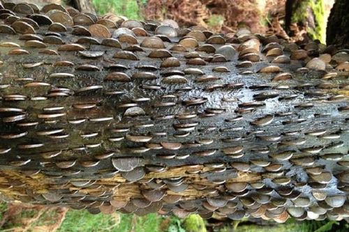 Thân cây đầy đồng xu, người dân quan niệm rút tiền sẽ mắc bệnh