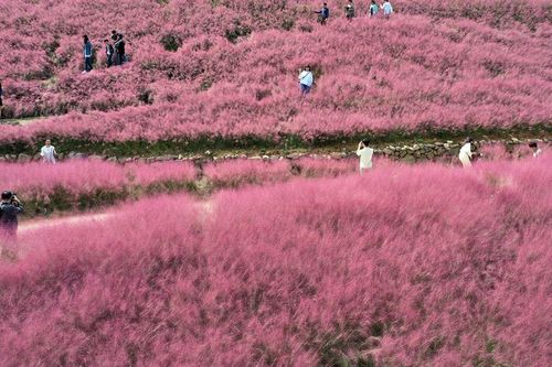 'Thiên đường màu hồng' giữa Hàn Quốc - điểm check-in mùa thu lý tưởng