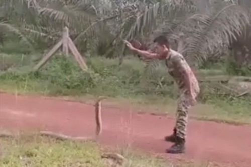 Rắn hổ mang chúa hiền 'như cún', 'quy phục' chàng binh sĩ siêu ngầu