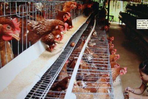 Gà ngoại 'đá bật' gà nội?