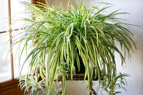 Hà Nội ô nhiễm nặng, đua nhau mua cây xanh lọc không khí