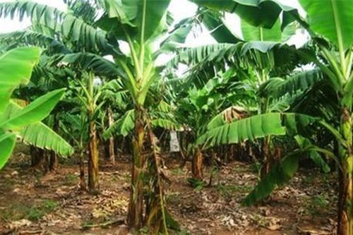15 câu đố vui 'hại não' về các loài cây