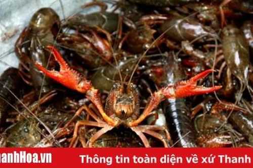 Tiếp tục tăng cường công tác quản lý, kiểm soát tôm hùm nước ngọt và tôm càng đỏ trên địa bàn tỉnh Thanh Hóa