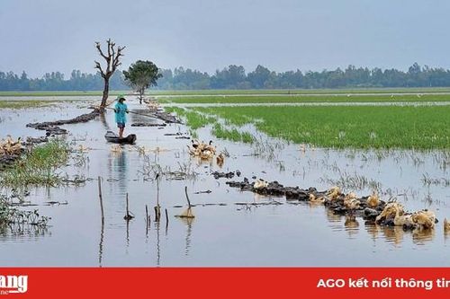 Mùa nước lũ trên những cánh đồng