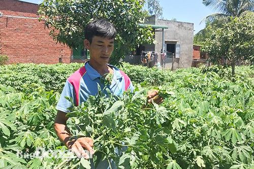 Cuối năm lo mất mùa, dịch bệnh
