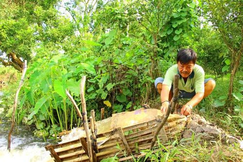 Nhà vườn chủ động nhiều biện pháp ứng phó với lũ, bảo vệ sản xuất