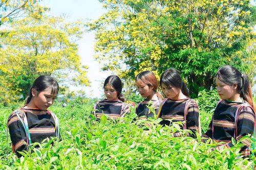 Ngày hội Hoa muồng vàng: Ấn tượng đẹp trong lòng du khách