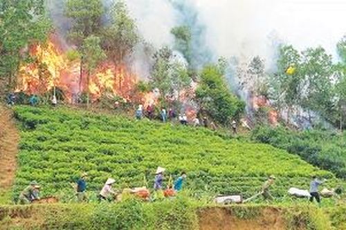 Phòng, chống 'giặc lửa' bảo vệ rừng