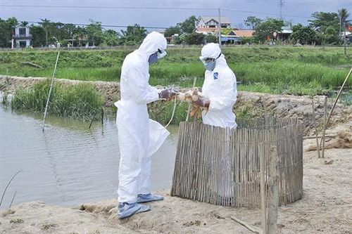 Tập trung tiêm phòng phòng chống dịch bệnh cho vật nuôi