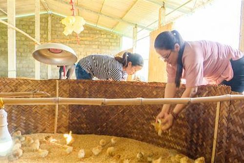Hỗ trợ phát triển mô hình gà Cùa