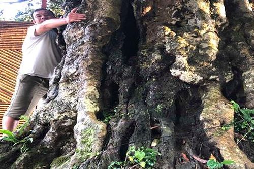 Kỳ bí 3 cây vải khổng lồ có từ thời 'Đẻ đất đẻ nước' giữa rừng Pù Luông