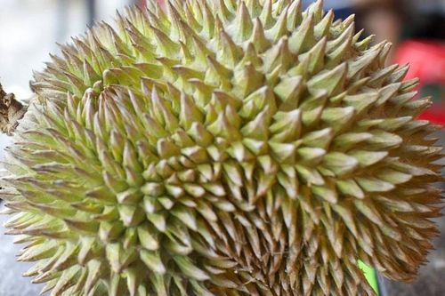 Phi công đeo mặt nạ oxy, hạ cánh máy bay vì mùi sầu riêng