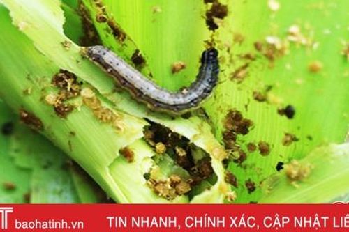 Hà Tĩnh không được chủ quan trước sự nguy hiểm của sâu keo mùa thu