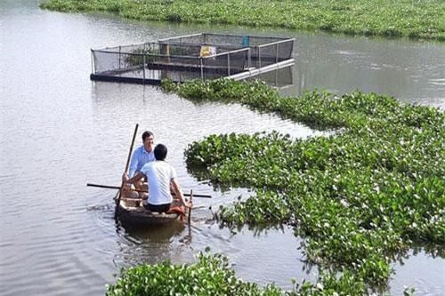 Nghệ An: Nuôi cá trắm, chép giòn chỉ cho ăn đậu tằm thu cả trăm triệu