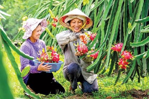 Rau quả xuất khẩu: Sau kỳ tích là hụt hẫng