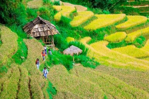 Săn… vàng trên Mù Cang Chải