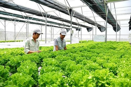 Doanh nghiệp Nhật Bản: Tăng đầu tư vào nông nghiệp Việt