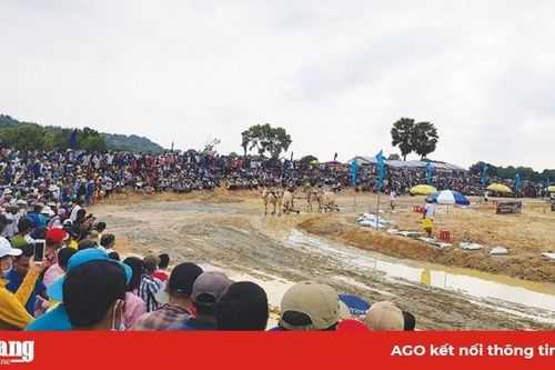 Nâng tầm Hội đua bò Bảy Núi
