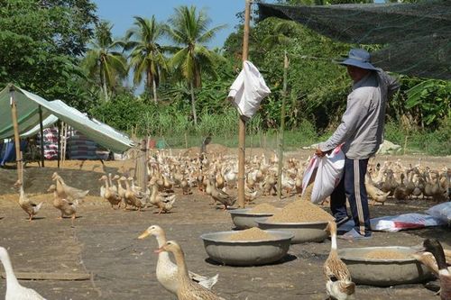 Tăng cường công tác phòng, chống cúm gia cầm
