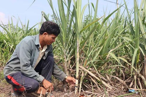 Vụ mía 2019-2020: Khu vực phía Đông tỉnh Gia Lai trước nguy cơ thất thu