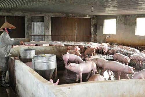 Giá thịt lợn hơi tăng tại các tỉnh, thành phố phía Nam