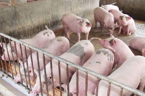 Không để tình trạng sốt giá
