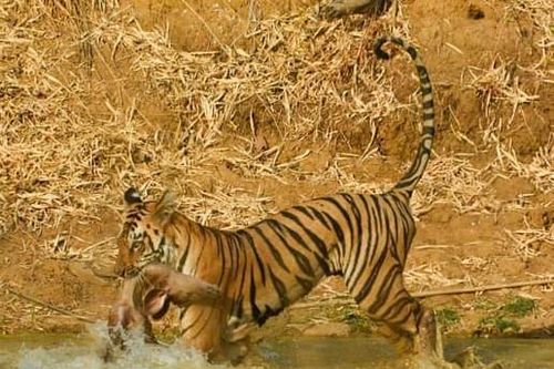 Hổ cắn cổ nai, ngựa qua sông cá sấu - ảnh động vật của năm