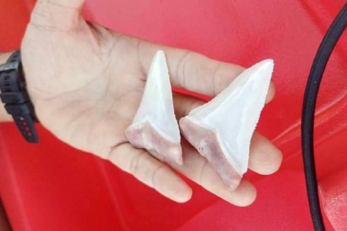 Cá mập trắng 6 m gãy 2 chiếc răng sau khi cắn thuyền kayak ở Mỹ