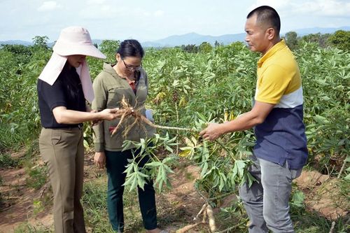 Bệnh khảm lá uy hiếp 70.000 ha sắn