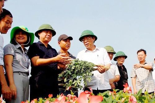 Sâm quý trên đất đồi An Nha