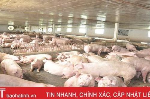 Giá lợn hơi tăng đến 'khó tin', các trang trại ở Hà Tĩnh không còn lợn xuất chuồng