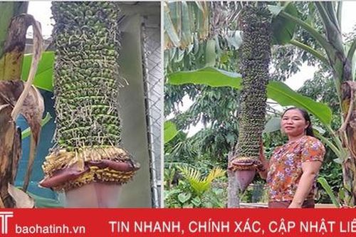 Buồng chuối trổ gần 350 nải chưa từng thấy ở huyện Hương Sơn