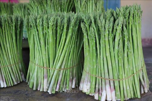 Trồng măng tây trên đất cát giúp đồng bào Chăm tăng thu nhập