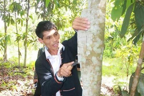 Yên Bái: Trồng rừng cây bóc vỏ bán, lão nông thu tiền tỷ giấu đầy gác bếp