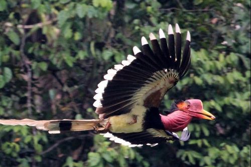 Tình trạng buôn bán động vật hoang dã vượt xa tưởng tượng của các nhà bảo tồn
