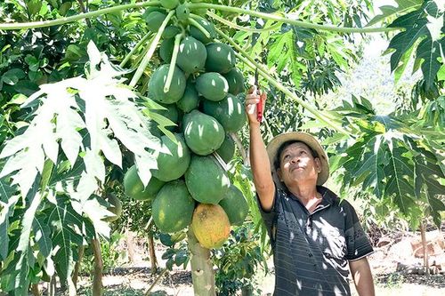 Để giảm nghèo bền vững