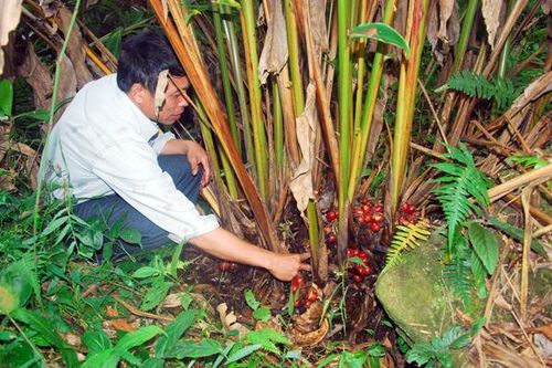 Giá thảo quả thấp kỷ lục