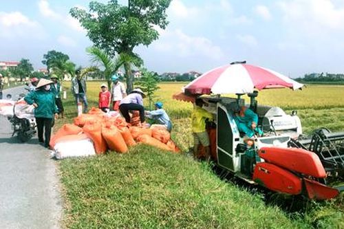 Nông dân Yên Mô đẩy nhanh tiến độ thu hoạch lúa mùa