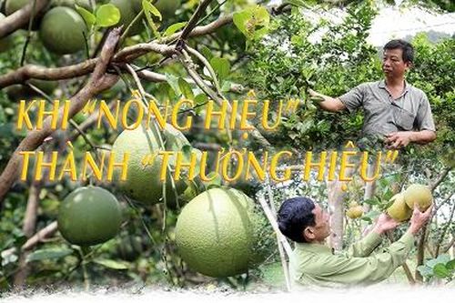 Khi 'nông hiệu' thành 'thương hiệu'
