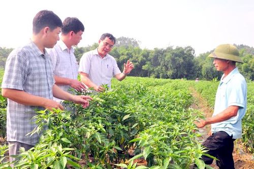 Sản xuất vụ đông cần sự liên kết trong tiêu thụ sản phẩm