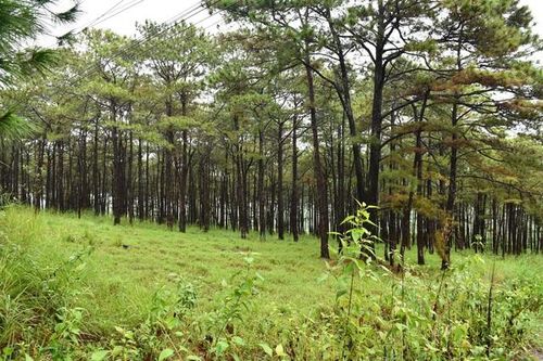 Thủ tướng yêu cầu báo cáo về 'rừng phòng hộ ở Đắk Nông bị bức tử'