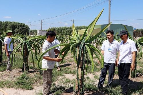 Tạo chuỗi liên kết phát triển nông nghiệp ở Ðồng Nai