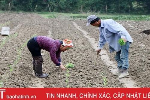 Lo thời tiết bất lợi, nông dân Hà Tĩnh không mặn mà với vụ đông