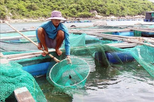 Cá nuôi lồng bè ở Ninh Thuận chết nhiều chưa rõ nguyên nhân