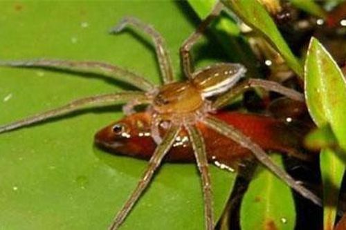 Những sự thật ít biết về loài nhện khổng lồ biết bơi, giỏi săn cá