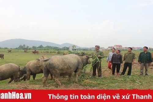 Cựu thanh niên xung phong tiên phong phát triển trang trại gia súc, cải tạo, nâng cao tầm vóc đàn bò
