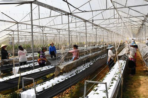 Hai dự án khởi nghiệp của thanh niên Lào Cai xuất sắc lọt vào vòng chung kết toàn quốc
