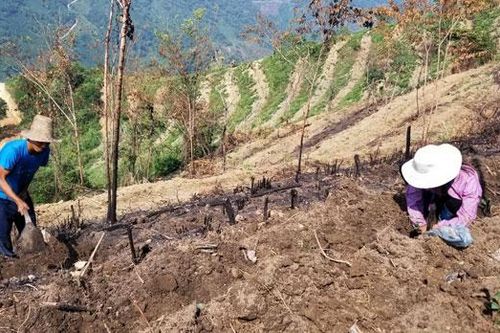 Bát Xát mở rộng diện tích vùng trồng chè hàng hóa lên 295 ha