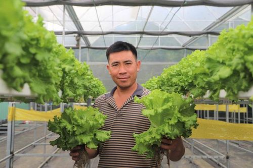 Thu nhập cao từ trồng rau công nghệ Israel